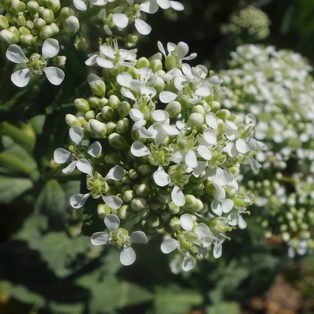 Lepidium draba image