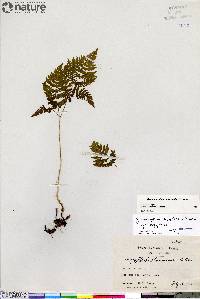 Gymnocarpium dryopteris image