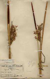 Juncus effusus var. pacificus image