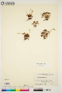 Saxifraga hyperborea image