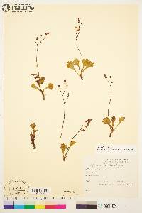 Saxifraga lyallii image