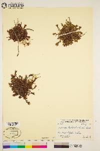 Saxifraga nathorstii image