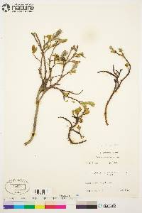 Salix arctica image