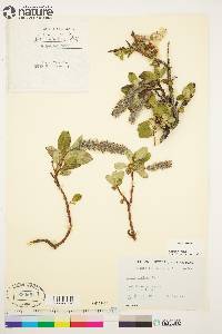 Salix arctica image