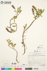 Salix arctica image