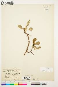 Salix arctica image