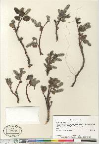 Salix arctica image