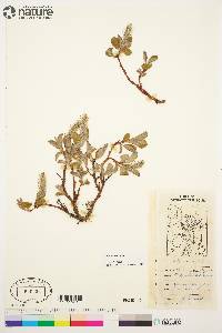 Salix arctica image