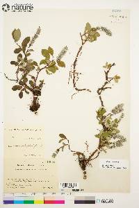 Salix arctica image