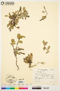 Salix arctica image