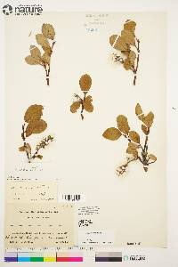 Salix arctica image