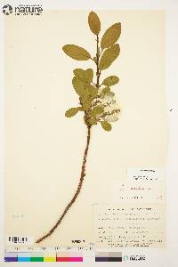 Salix arctica image