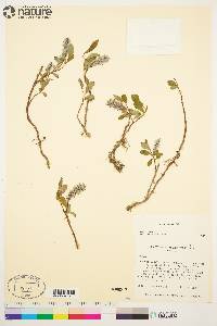 Salix arctica image