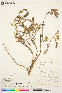 Salix arctica image