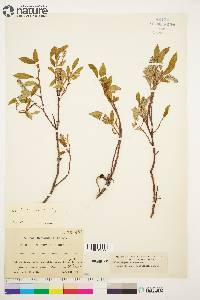 Salix arctica image