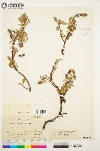 Salix arctica image