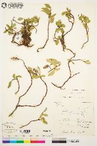 Salix arctica image