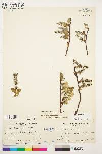 Salix arctica image