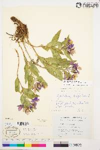 Chamerion latifolium image