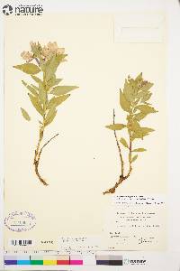 Chamerion latifolium image