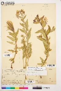 Chamerion latifolium image