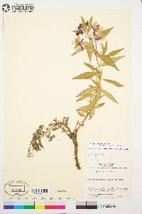 Chamerion latifolium image