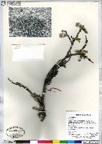 Salix arctica image