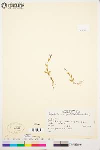 Epilobium anagallidifolium image