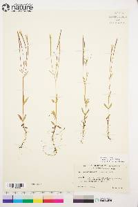 Epilobium palustre image