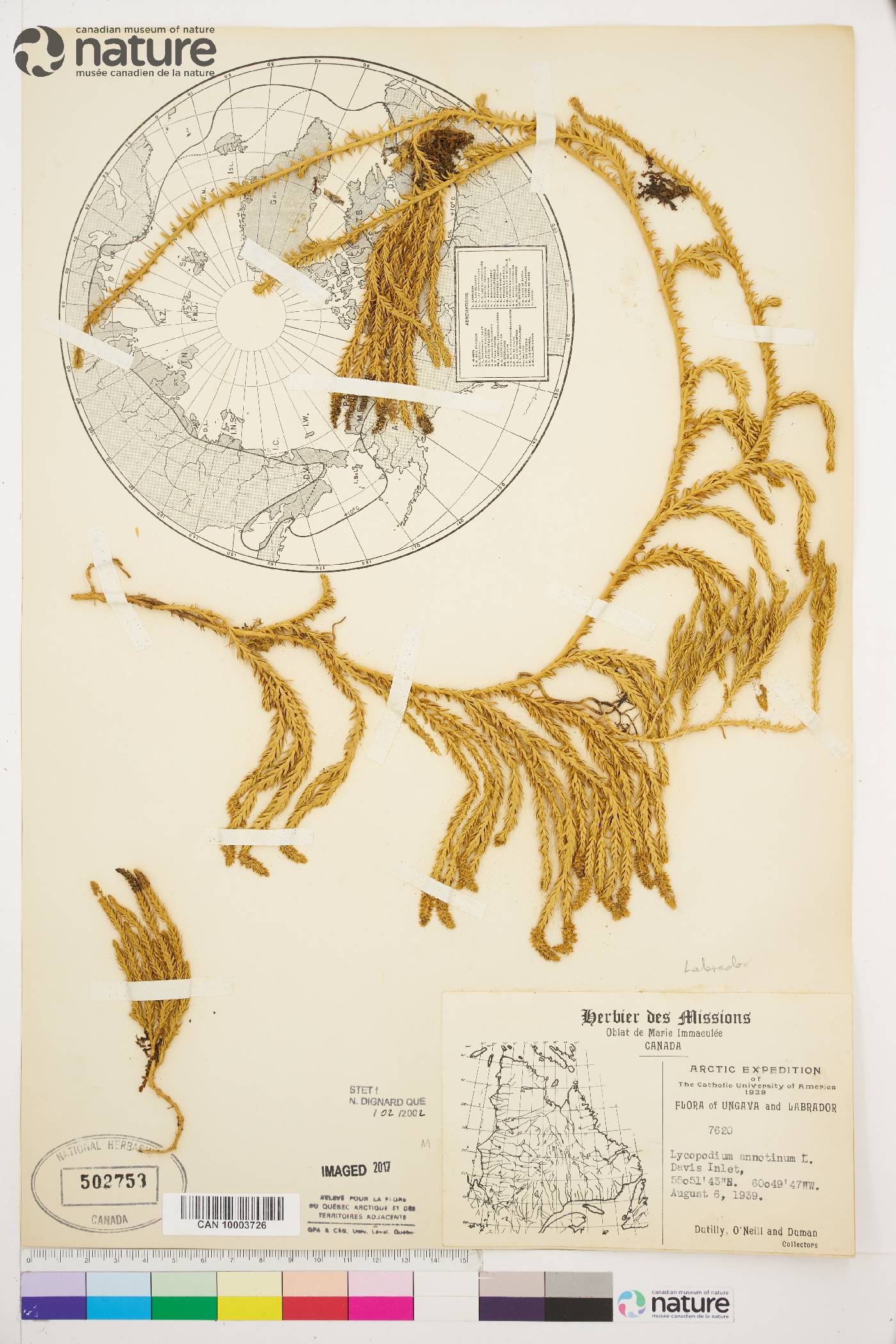 Lycopodium annotinum image