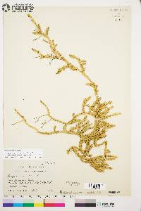 Spinulum annotinum subsp. alpestre image