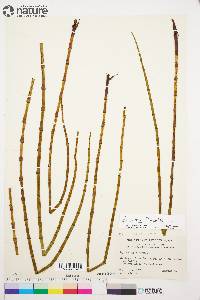 Equisetum fluviatile image