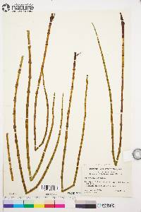 Equisetum fluviatile image