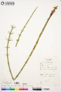 Equisetum fluviatile image