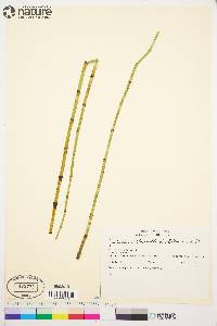 Equisetum fluviatile image