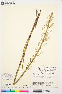 Equisetum fluviatile image