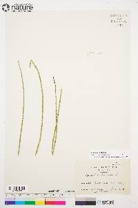 Equisetum fluviatile image