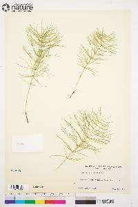 Equisetum pratense image