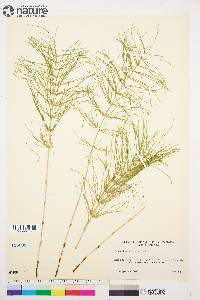 Equisetum pratense image