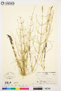 Equisetum palustre image