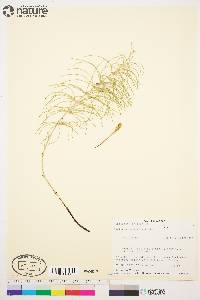 Equisetum pratense image