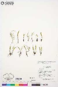 Equisetum arvense subsp. arvense image