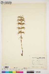 Equisetum sylvaticum image