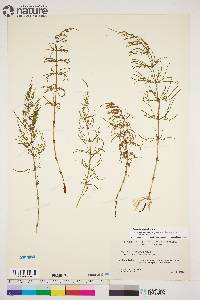 Equisetum sylvaticum image