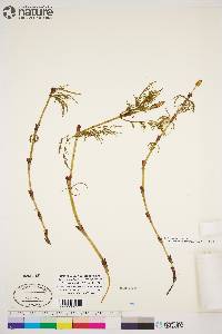 Equisetum sylvaticum image