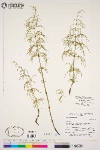 Equisetum sylvaticum image