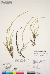 Equisetum variegatum subsp. variegatum image