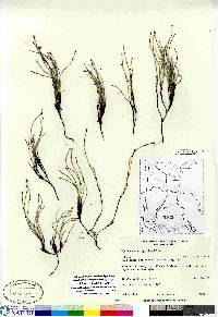 Equisetum scirpoides image