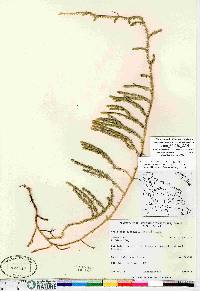 Spinulum annotinum subsp. alpestre image