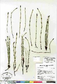 Equisetum palustre image